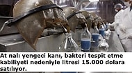 Bakteriler Hakkında Muhtemelen İlk Kez Duyacağınız 13 İlginç Bilgi