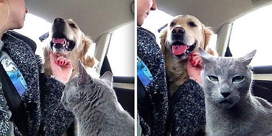 20 жутко забавных фото о том, что случается, когда коты и собаки живут в одном доме