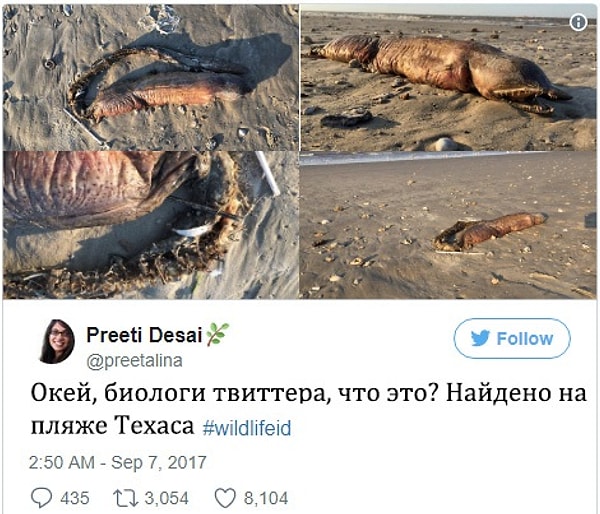 2. Жительница Техаса Прити Десаи не растерялась и выложила фото в Twitter, призвав подписчиков помочь ей определить, что же это за морской обитатель.