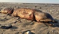 На техасском пляже обнаружили труп загадочного морского обитателя