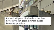 Geride Bıraktığımız Haftada Twitter'da Elde Ele Dolaşan En İyi 23 Videolu Tweet