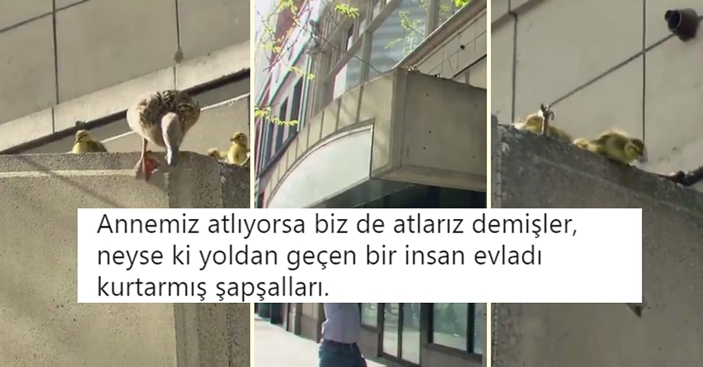 Geride Bıraktığımız Haftada Twitter'da Elde Ele Dolaşan En İyi 23 Videolu Tweet