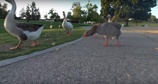 3. Тусуется с птичками...