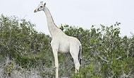 В Кении впервые засняли на видео редких белых жирафов, они просто красавчики!