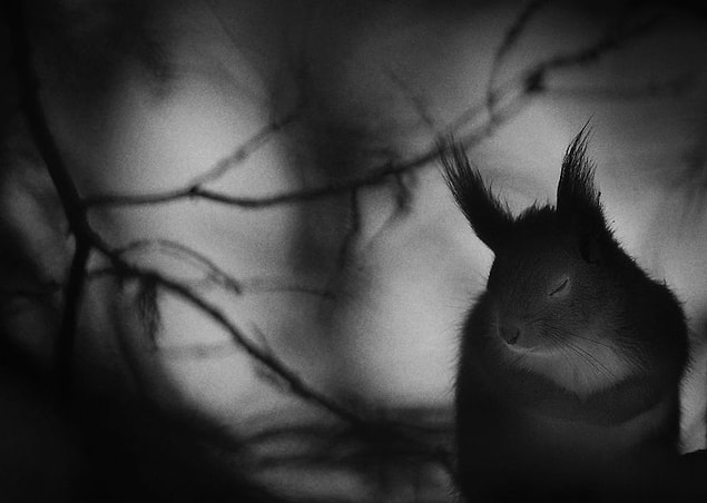 21. 📸 Mats Andersson, İsveç