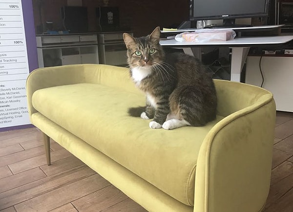 9. "Кот когда-то был бездомным, так что это кажется логичным".