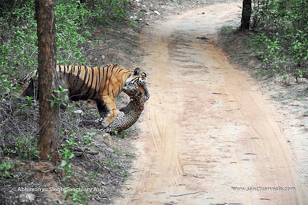 14. Схватка тигра и ягуара