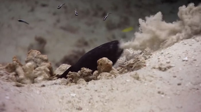 Tuncel Kurtiz'in Sesinden 'Mahkum Balıklar' Belgeseli