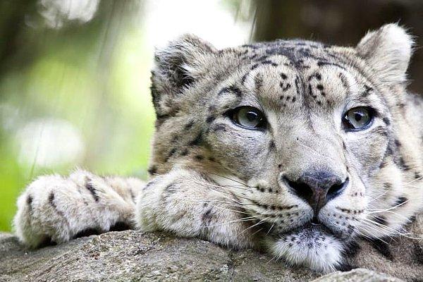 5. Kar leoparı ve gergedan popülasyonları giderek arttığı için artık soyu tükenmekte olan canlılar listesinde değiller.