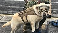 Эта героическая собака помогла спасти 52 человека после землетрясений в Мексике!