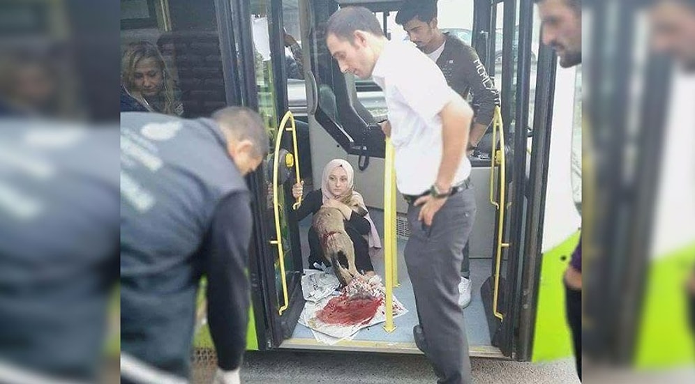 Çarptığı Köpeği, İtirazlara Rağmen Otobüse Alıp Tedavisi İçin Yetkililere Teslim Eden Şoför