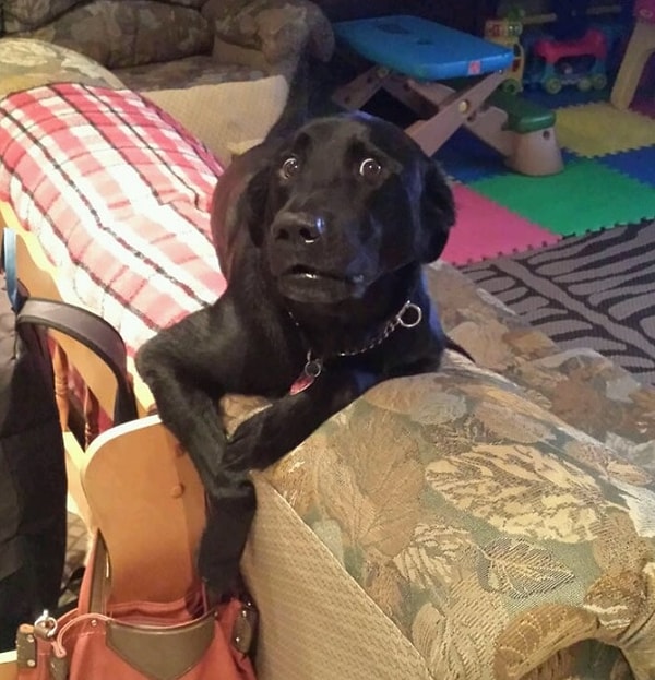 4. Как он смог сделать такое по-человечески виноватое лицо?!