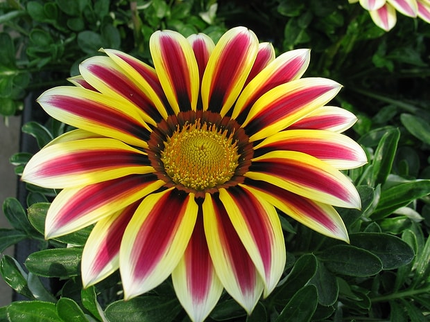 Gazania koyun gözü