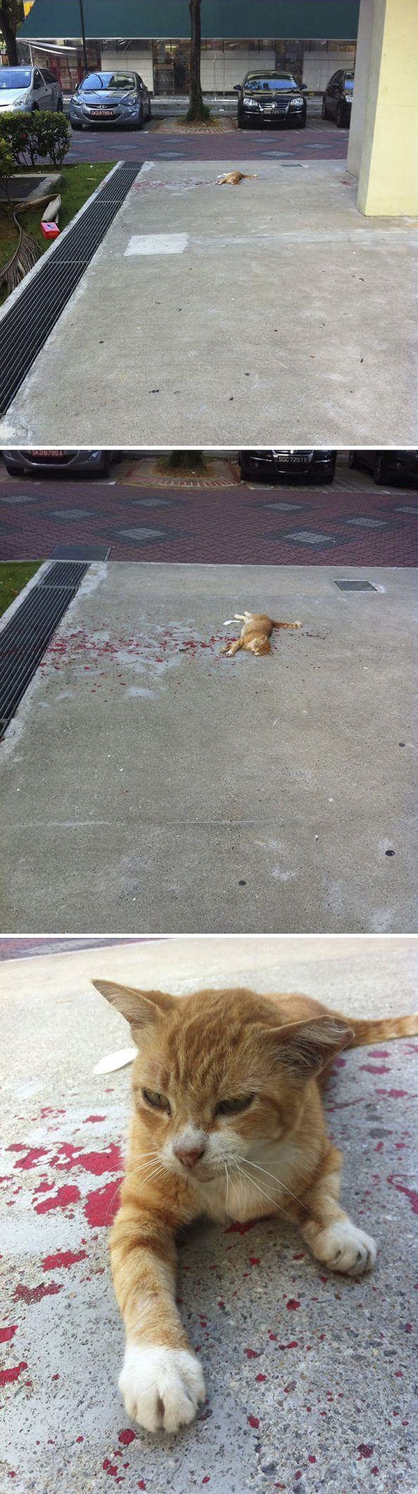 12. Среди животных тоже бывают тролли