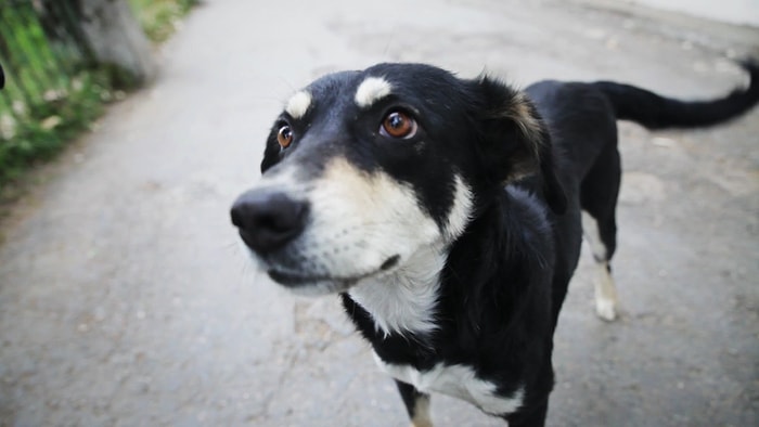 Cezalar Caydırıcı mı Öğretici mi Olmalı? Sokak Köpeğine Şiddete 'Hayvan Hakları' Okuma Şartıyla Af