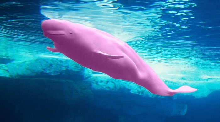 Onlarca Gencin Ölümüne Sebep Olan Blue Whale'e Savaş Açan Oyun: Pink Whale