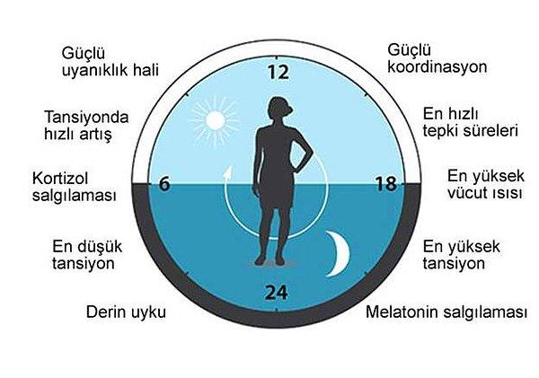 Bilim insanları, insanlar dahil tüm çok hücreli organizmaların hücrelerinde aynı ilkelere göre işleyen bir biyolojik saat olduğunu ortaya çıkardı.