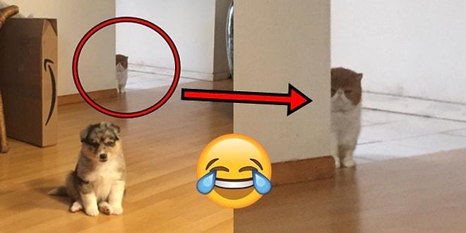 Kedi Sahiplerine Can Dostlarının Ne Kadar Hıyar Olabileceğini Hatırlatan 18 Tanıdık Görüntü