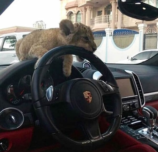 4. Леопард вместо карманной собачки. Почему бы и нет?