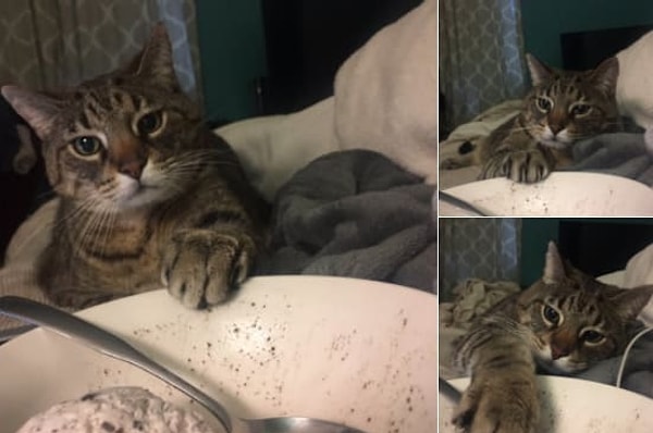 23. Маленький воришка мороженого