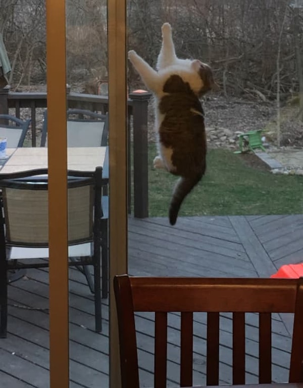 16. Этот бедняга застрял между дверями. Картина "Застывшее мгновение"