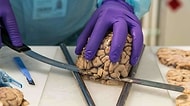 Beyninizi Bağışlarsanız Ne Olur? Laboratuvarından Gerçek Görüntülerle 250 Parçaya Bölünen Beyinler!