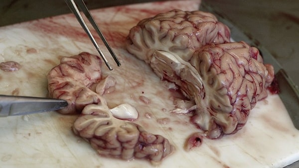 4. Сырые коровьи мозги