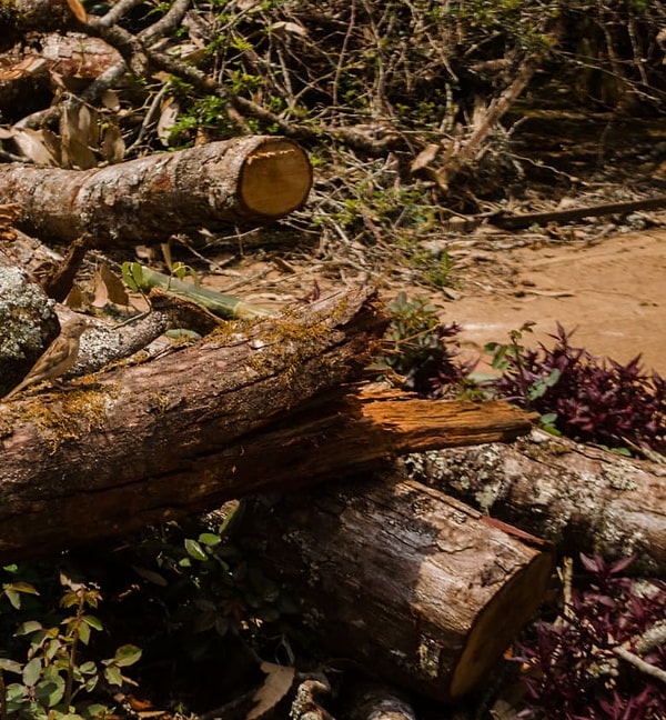 5. А на этой фотографии?