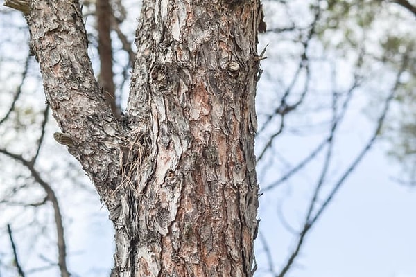 8. Сложновато... Увидели жука?