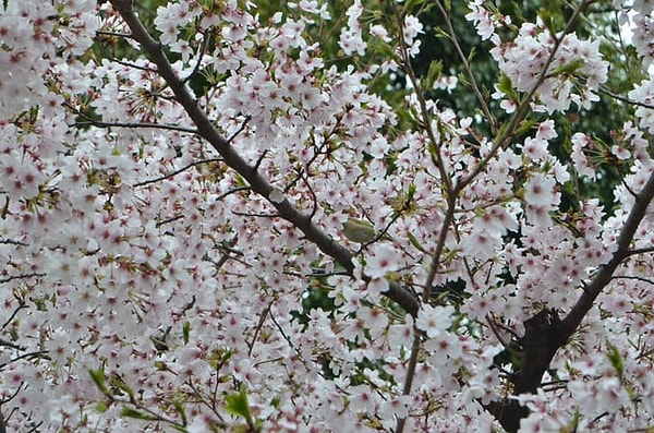 9. И наконец, нашли кого-нибудь на этом дереве?