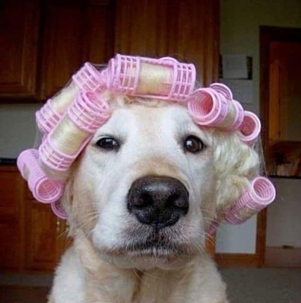 8. Какое животное затрагивает ваши чувства?