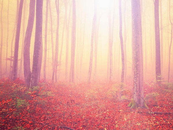 7. Какой оттенок на этом фото привлекает вас больше всего?