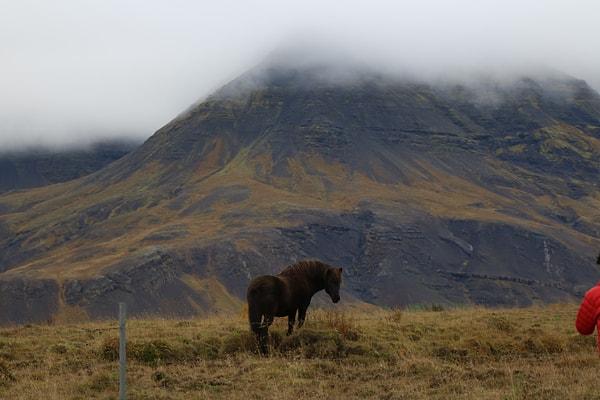 İzlanda atları