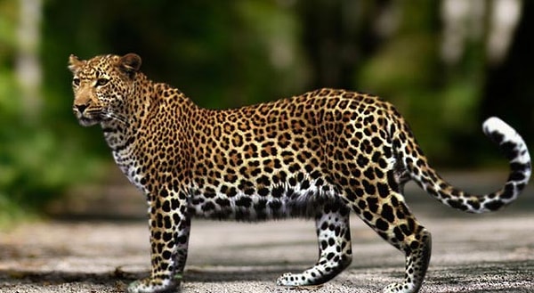 Anadolu Parsı, İran Parsı'nın (Panthera pardus saxicolor) Anadolu'daki bir alt türüdür.