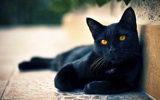 22. Amerika'da kötü şans veya uğursuzluk anlamına gelen siyah kedi, İngiltere ve Japonya gibi bazı ülkelerde şans anlamına geliyor!