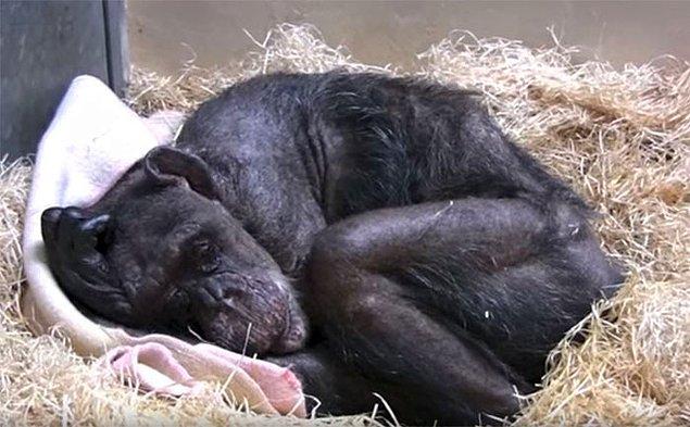 59 yaşındaki şempanze ölüm döşeğinde ve kendisini uzun süre önce tanıştığı birisi ziyaret ediyor, profesör Jan van Hooff'.