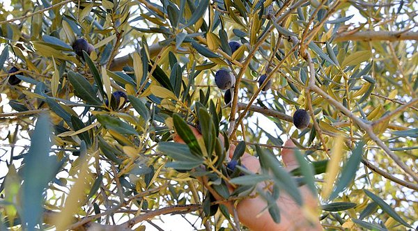 20 bin zeytin ağacının bulunduğu vakıf arazisinde bu iki ağaca özel ilgi gösterildi ve önce ağaçların dalları yeniden çıkmaya başladı. İki yıl aranın ardından da 5'er kilo zeytin verecek verime eriştiler.