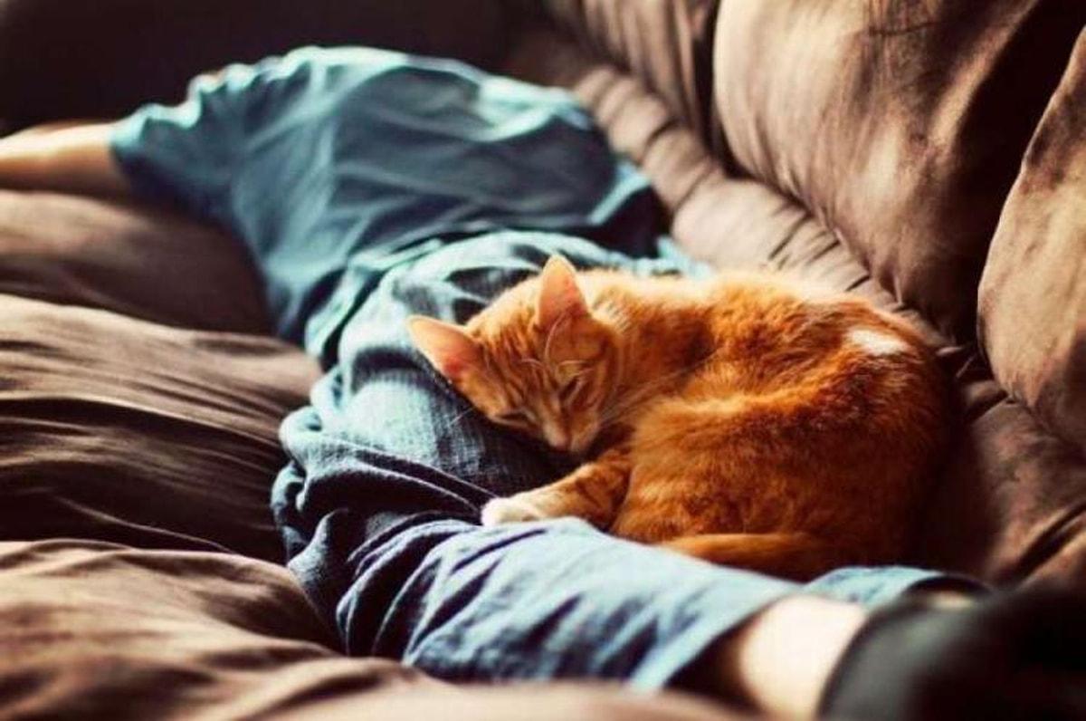 Почему кошки ложатся в ноги. Спящий кот. Спящие котята. Рыжий котенок на кровати.