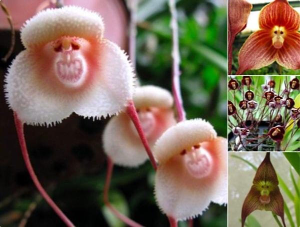 19. Orchis simia ya da maymun orkidesi belki çok korkunç görünmüyor ama korkanı da çok!