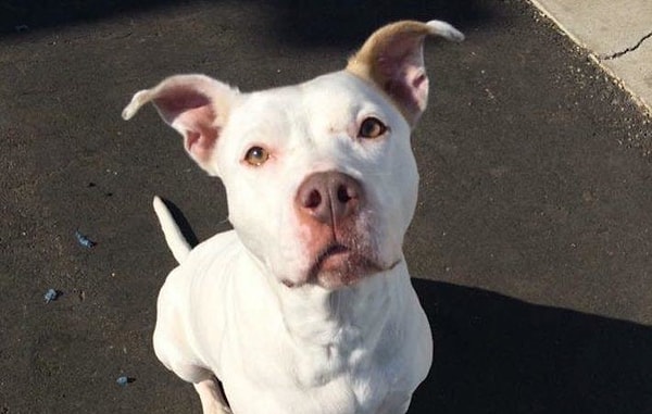 3. Меган и Дэн взяли из детройтского приюта очаровательного двухлетнего американского бульдога по имени Сэр Вигглетон и переименовали его в Дигги.