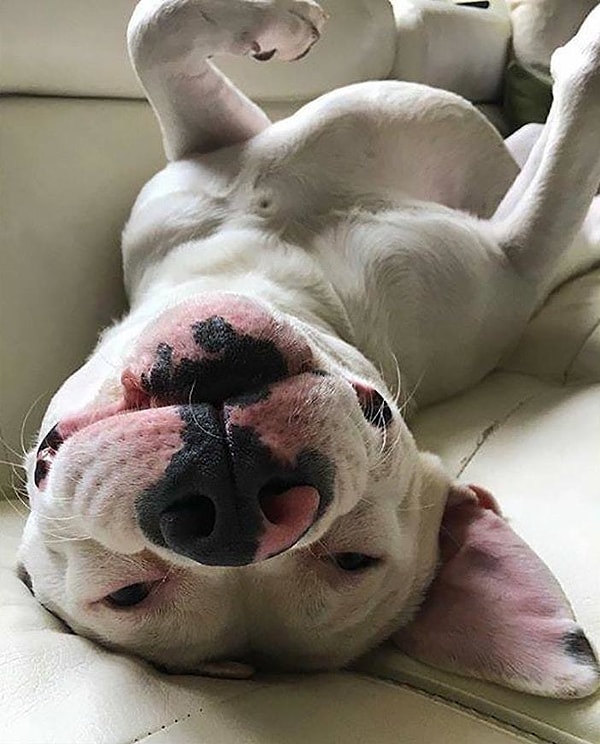 8. И хотя в документах черным по белому было написано, что Дигги — американский бульдог, блюстителей порядка это не смутило, — они сказали, что «собака выглядит как питбуль».