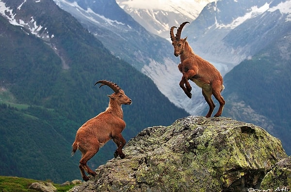 7. Символ какого знака - козел?