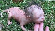 Малайзийская полиция прокомментировала фотографию детеныша неопознанного животного с человеческим лицом!