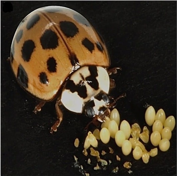 А знали ли вы, что они едят собственных детишек?