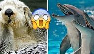 Выдры-некрофилы и дельфины-насильники: 10 отвратительных фактов о самых милых животных