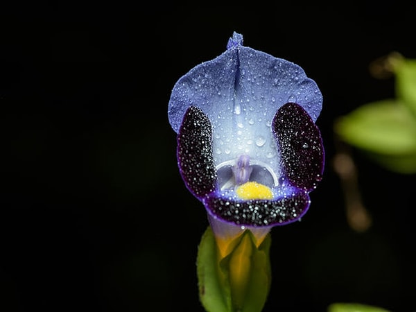 4. Сколько нервных окончаний имеет клитор?