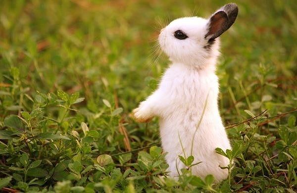 İlk deney tavşanlarda yapıldı