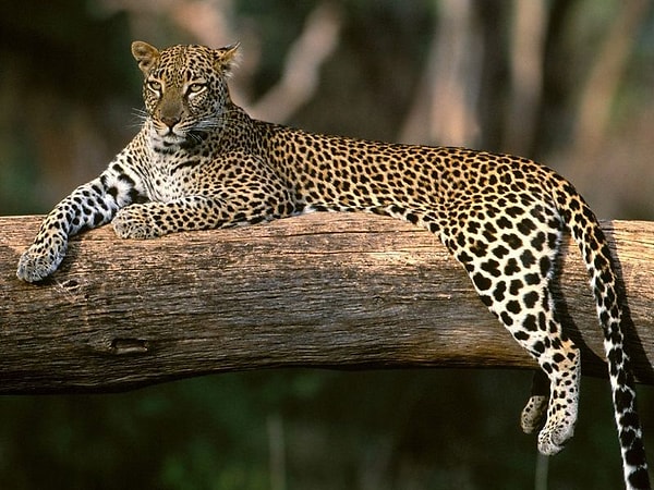 İran’da yaşayan alt türünün (Panthera pardus saxicolor) kışı geçirmek için Türkiye'ye girdiği tahmin ediliyor.