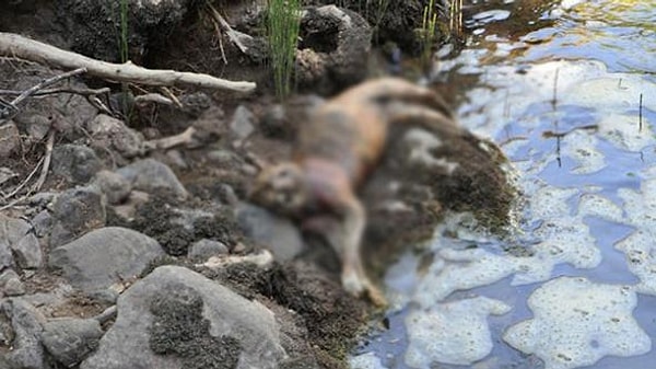 Anadolu Parsı'na, kayıtlara göre en son 15 Temmuz 2015'te Tunceli-Boğalı Köyü'nde rastlanmış.