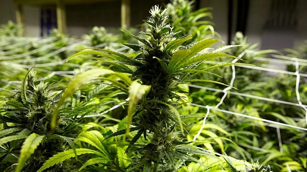 7. Раздолье "лекарств"